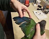 blue-bird-for-sale-in-buffalo-mn