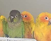 handfed-tame-bird-for-sale-in-buffalo-mn