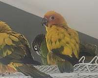 green-bird-for-sale