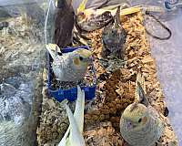cockatiel-for-sale