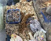 pearl-bird-for-sale-in-hillside-nj