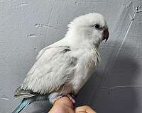crimson-bellied-conure-for-sale