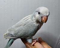 adult-bird