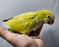adult-crimson-bellied-conure-for-sale
