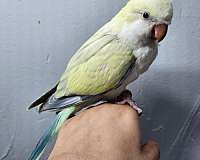 conure-crimson-bellied-conure-for-sale