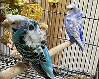 budgerigar-parakeet-for-sale-in-navasota-tx