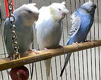 fancy-pet-budgerigar-parakeet-for-sale