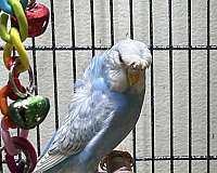 blue-white-fancy-pet-bird-for-sale