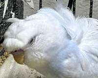 fancy-pet-mixed-bird-for-sale