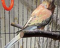 opaline-pink-handfed-bird-for-sale