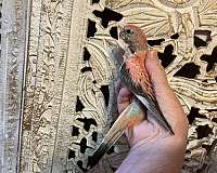 opaline-pink-quiet-bird-for-sale