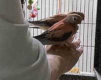 baby-opaline-pink-bird-for-sale
