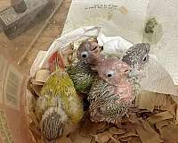 green-cheek-conure-for-sale