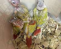 green-cheek-conure-for-sale-in-okla-city-ok