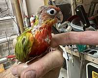 bird-for-sale-in-okla-city-ok