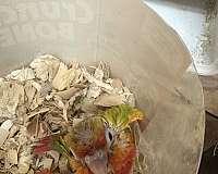 baby-bird
