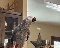 african-grey-parrot-for-sale-in-idaho
