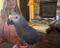 african-grey-parrot-for-sale
