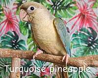 bird-parrot-for-sale-in-piedmont-sc