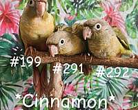 cinnamon-bird-for-sale-in-piedmont-sc