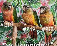 green-bird-for-sale-in-piedmont-sc