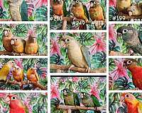 baby-bird-for-sale-in-piedmont-sc