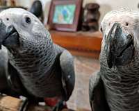 female-bird-for-sale