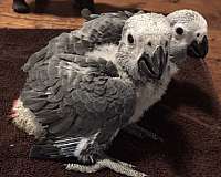 large-female-bird-for-sale