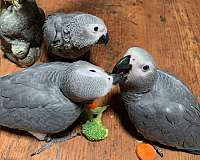 congo-african-grey-parrot-for-sale