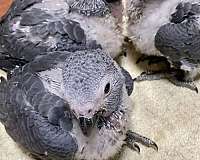 large-bird-for-sale