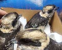 tan-soft-bills-other-for-sale