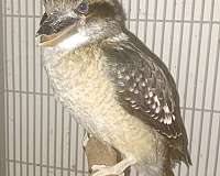 white-bird-for-sale-in-vista-ca