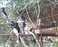 black-white-bird-for-sale-in-vista-ca