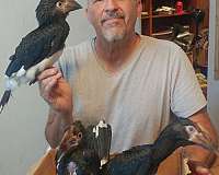 black-white-exotic-rare-bird-for-sale