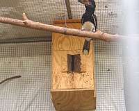 exotic-rare-bird-for-sale-in-vista-ca