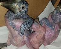 soft-bills-other-for-sale