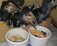 black-white-soft-bills-other-for-sale