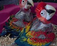 hybrid-macaw-for-sale-in-vista-ca