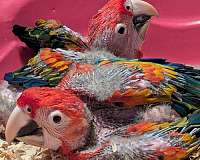 orange-bird-for-sale-in-vista-ca