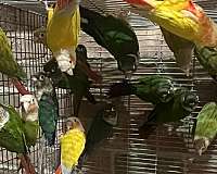 green-cheek-conure-for-sale