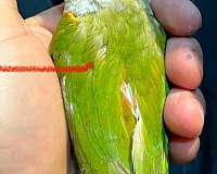 pineapple-green-cheek-conure-for-sale