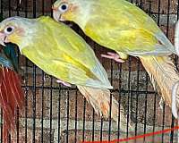 green-cheek-conure-for-sale-in-brooklyn-ny