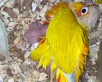 yellow-green-cheek-conure-for-sale