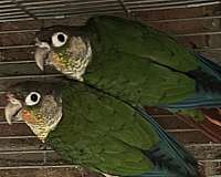 green-green-cheek-conure-for-sale