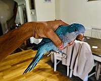 quaker-parrots-for-sale