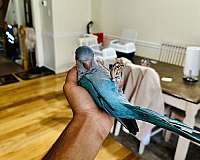 quaker-parrots-for-sale-in-stafford-va