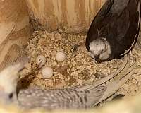 cockatiel-for-sale