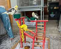 cockatiel-for-sale-in-stafford-va