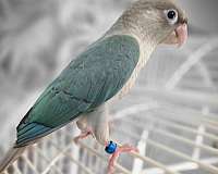 green-cheek-conure-for-sale-in-richmond-va