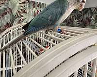 bird-for-sale-in-richmond-va